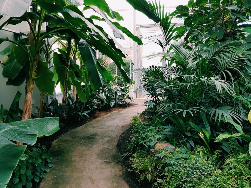 Photography of Pathway Surrounded by Plants